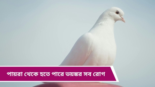 Pigeon Disease
