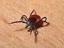 Tick Bites In Children: How To Identify And What To Do