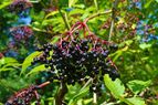11 Lesser Known Health Benefits of Elderberry And How To Consume It