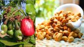 Origin Of Cashews: A Brief History, How Did This Popular Nut Arrive In India? 