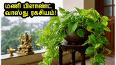 மழைக்காலத்தில் மணி பிளாண்ட் செடியை இப்படி வைங்க! பணவரவு குறையாமல் இருக்க வாஸ்து ரகசியங்கள் இதோ