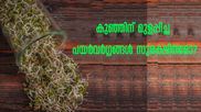 കുഞ്ഞിന് മുളപ്പിച്ച പയര്‍വര്‍ഗ്ഗങ്ങള്‍ നല്‍കാറുണ്ടോ? അറിയേണ്ടത് ഇതെല്ലാം