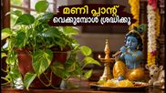 ജന്മാഷ്ടമിയിൽ വീട്ടിൽ മണി പ്ലാന്റ് വെക്കുമ്പോൾ ഈ തെറ്റുകൾ ഒഴിവാക്കൂ; ഐശ്വര്യം കൂടും