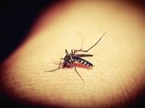 জানেন কি যাদের গায়ের গন্ধ খুব আকর্ষক হয় তাদের মশা কামড়ায় বেশি!