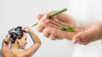 Aloe Vera For Hair Fall: চিরুনি দিলেই মুঠো মুঠো চুল উঠছে? অ্যালোভেরার গুণেই হবে মুশকিল আসান!