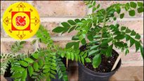 Vastu Tips: বাড়িতে এই গাছ রাখলেই সমৃদ্ধি ফিরবে সংসারে, থাকবে না কোনও অর্থাভাব!