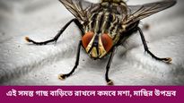 মাছির উপদ্রবে নাজেহাল? জ্বালাতন থেকে বাঁচতে ঘরোয়া টোটকা