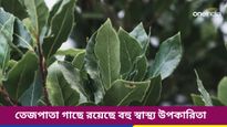 বর্ষায় ফ্লু থেকে বাঁচতে বাড়িতে আজই লাগিয়ে ফেলুন তেজপাতা গাছ! কীভাবে যত্ন নেবেন জানুন