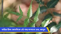 শনি-মঙ্গলের দোষ দূর হবে, মিটবে সব দুঃখ-কষ্ট, শাস্ত্র মেনে আজই বাড়িতে লাগান এই গাছ!