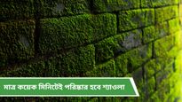 একটানা বৃষ্টিতে দেয়াল-মেঝেতে শ্যাওলা? ঝক্কি ছাড়াই পরিষ্কার করে ফেলুন