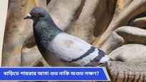 বাড়িতে পায়রার বাসা হলে ভুল করেও তাড়াবেন না, খুলে যেতে পারে আপনার ভাগ্য!