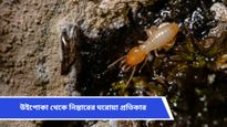 টানা বৃষ্টিতে উইপোকার উৎপাত বেড়েছে? মাত্র কয়েক মিনিটেই উইপোকা তাড়ান ঘরোয়া উপায়ে
