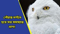 Vastu tips: উৎসবের দিনগুলিতে আচমকাই পেঁচার দেখা! কিসের ইঙ্গিত জানেন?