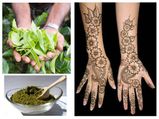 इन बीमारियों से मेंहदी दिलाती है छुटकारा, आप भी जाने गुणकारी मेंहदी के फायदे