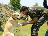 भारतीय सेना रिटायरमेंट के बाद वफादार कुत्तों को इसलिए मार देती है गोली..