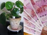 इस पौधे को लगाने से घर में खिंचा चला आएगा पैसा, जरूर लगाएं ये पौधा