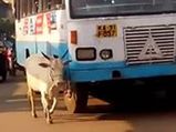 एक गाय जो अपने बच्चे की मौत का बदला लेना चाहती है, 4 साल से एक बस का कर रही है पीछा
