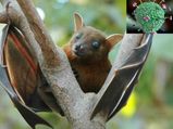 Nipah Virus: ब्रेन में पहुंचा तो कोमा में जा सकता है मरीज, 4 से 8 दिन में दिखते है लक्षण