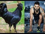 विराट को मिली कड़कनाथ चिकन खाने की सलाह, जाने क्‍या खास बात है इस ब्‍लैक चिकन की