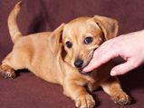 Puppy को Biting से दूर रखने के लिए अपनाएं यह तरीके