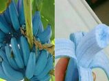 Blue Java Banana: इस केले का स्‍वाद है एकदम वनीला आइसक्रीम जैसा, जानें इसकी खूबियां