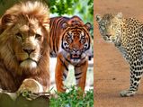 चीता, तेंदुआ में कौन है सबसे ज्यादा शक्तिशाली, क्लिक कर जानें