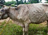क्या जानवरों से इंसानों में भी फैल सकता है लंपी वायरस ? संकेत, लक्षण और रोकथाम