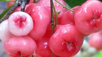 Rose Apple Beauty Benefits: निखरी त्वचा के लिए डाइट मे शामिल करें ये अनोखा फल, मिलेंगे कई ब्यूटी बेनिफिट्स