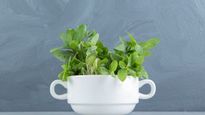 Tulsi Plant Care Tips: गर्मी का मौसम आते ही सूखने लगा आपका तुलसी का पौधा, इन टिप्स की मदद से करें देखऱेख