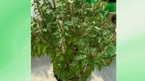 Types of Tulsi: जानिए तुलसी के 5 प्रकार और उनके हेल्थ बेनिफिट्स