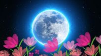 Flower Moon 2023 Date Time: कब होगा इस खूबसूरत चांद का दीदार, जानें फूलों के साथ कनेक्शन का रहस्य