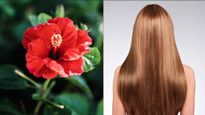 Hibiscus Hair Mask: झड़ते-टूटते बालों की समस्या दूर करें ये जादुई फूल, जानिए इसे बालों में लगाने का सही तरीका