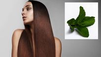 Mint For Hair Fall: लगातार झड़ते बालों ने कर दिया है परेशान तो पुदीने का ऐसे करें इस्तेमाल