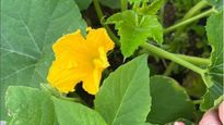 Benefits of Pumpkin Flower इस सब्‍जी के फूल को खाने से हड्डियों का दर्द होगा दूर, ये भी होंगे फायदे