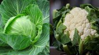 पत्ता गोभी हो या फूल गोभी पकाने से पहले बस करें ये दो काम, कोने-कोने में छ‍िपे कीड़े न‍िकलकर भाग जाएंगे