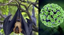 Nipah Virus Outbreak : न‍िपाह वायरस से बचने के 6 तरीके, संक्रमित होने पर जानें क्‍या करें?