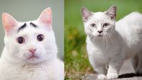 क्या आप भी है कैट लवर, तो जानें इन सुपर क्यूट कैट ब्रीड के बारे में