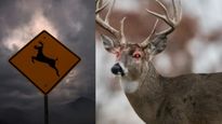 Zombie Deer Disease : क्‍या है ज़ोंबी डियर डिजीज, क्‍या ये इंसानों में भी फैल सकती है? जाने सब कुछ