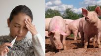 इंसानों में फिर मिला Swine Flu का वायरस, WHO ने जारी किया अलर्ट, जानें क्‍यों हैं चिंता की बात?