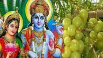 Amalaki Ekadashi Upay: वैवाहिक जीवन की कलह या संतान प्राप्ति की इच्छा, आमलकी एकादशी के दिन मिलेगा सबका हल