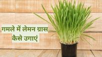 घर पर लेमन ग्रास उगाना है बहुत आसान, बस फॉलो करें ये स्टेप्स