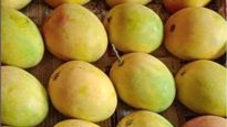 How To Check Mangoes: खरीदते समय पके आम की ऐसे करें पहचान, बाद में नहीं पड़ेगा पछताना