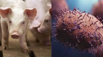 Swine Flu Outbreak : असम और राजस्थान में मिले स्वाइन फ्लू के केस, जानें लक्षण और बचने के उपाय