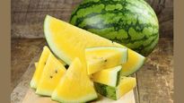 Yellow Watermelon Benefits : कभी खाया है पीला तरबूज? फायदे जान जरुर खाना चाह‍ेंगे आप!