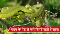 क्‍या आप जानते हैं चंदन के पेड़ से क्यों लिपटे रहते हैं सांप? जानिए इसकी वजह