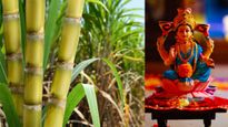 Diwali 2024 : गन्ने के बिना अधूरी मानी जाती है लक्ष्मी पूजा, जानें वजह और इसे खाने के फायदे