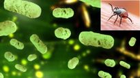 Murine Typhus: केरल में मि‍ला म्यूरीन टाइफस बीमारी पहला मामला, जानें कितनी खतरनाक है ये बीमारी ?