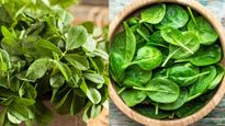 Palak vs Methi: पालक या मेथी, दोनों में से कौनसी सब्जी है सर्दियों में आपकी सेहत के लिए बेहतर