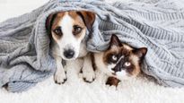  सर्दियों में अपने पालतू कुत्ते और ब‍िल्‍ली का इस तरह रखें ख्याल, नहीं लगेगी ठंड 