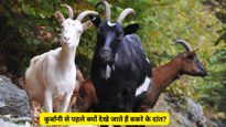Bakrid 2025 : हलाल करने से पहले क्यों गिने जाते हैं बकरे के दांत, कुर्बानी से जुड़ी है वजह